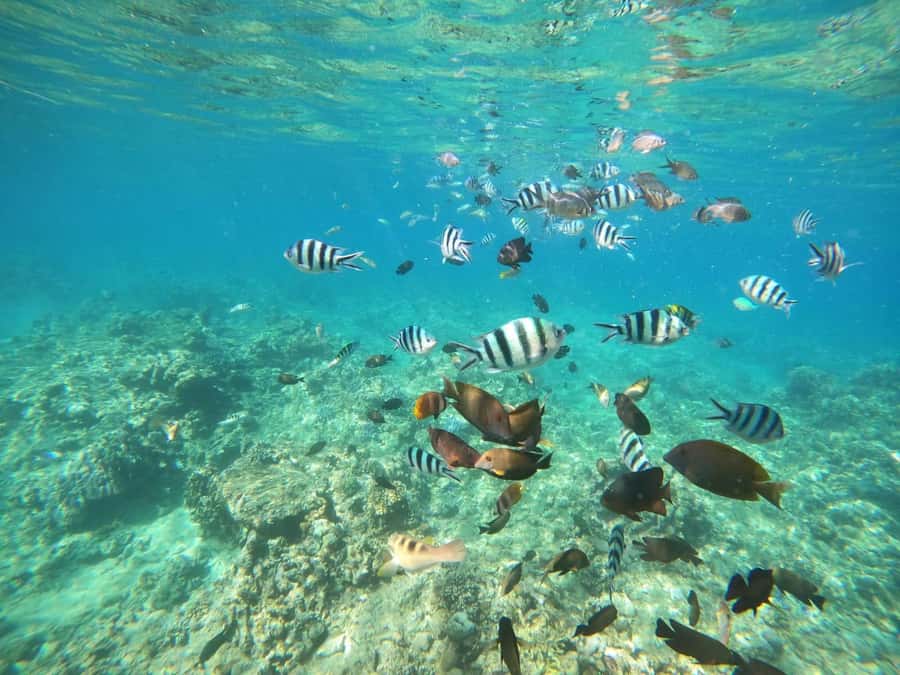 Bali: Lovina dolphin adventure with breakfast and snorkling. - The early pickup and ride to Lovina Beach