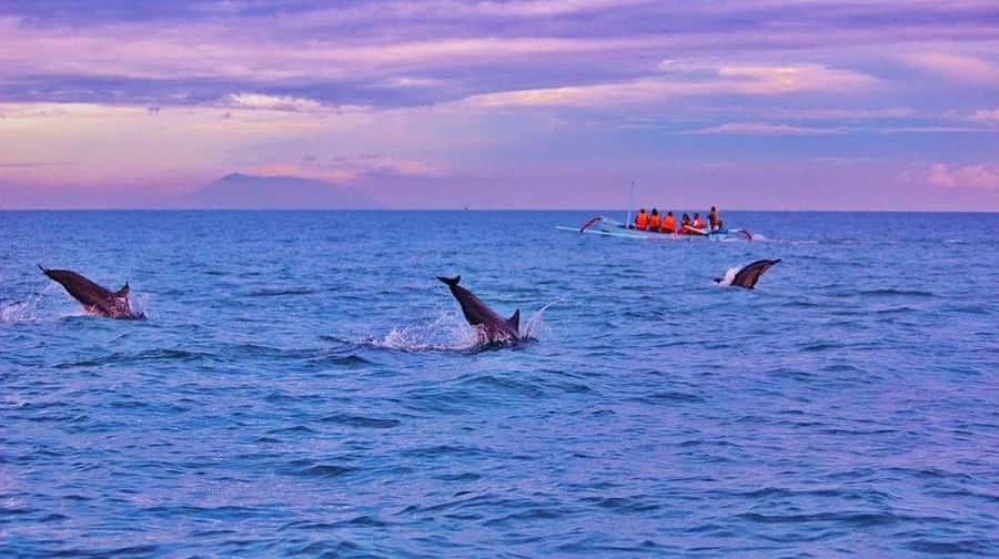 Bali/Lovina: Dolphin Snorkeling, Swimming & Waterfall Tour - What the dolphin plank activity really means