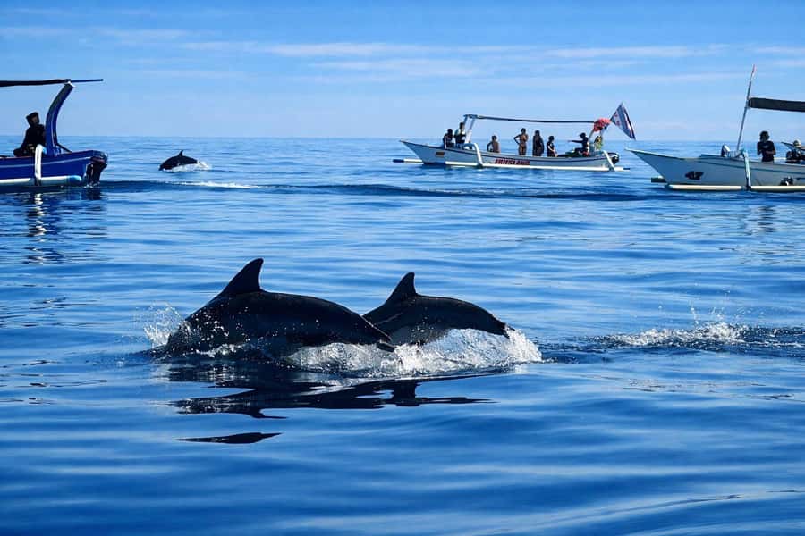 Bali/Lovina: Guided Dolphin Watching & Sunrise Boat Snorkel - The boat ride to the dolphin grounds