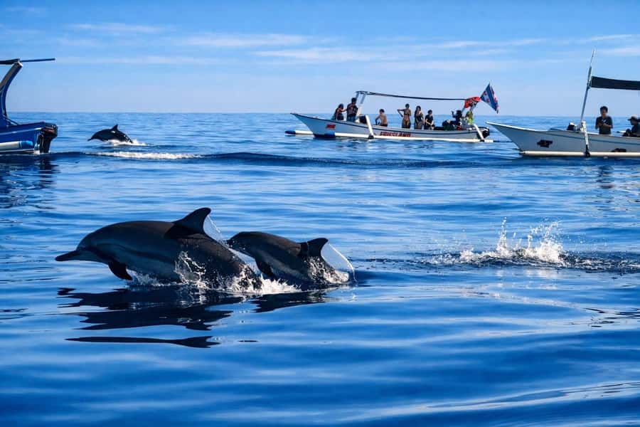 Bali/Lovina: Guided Dolphin Watching & Sunrise Boat Snorkel - What the dolphin swim is really like