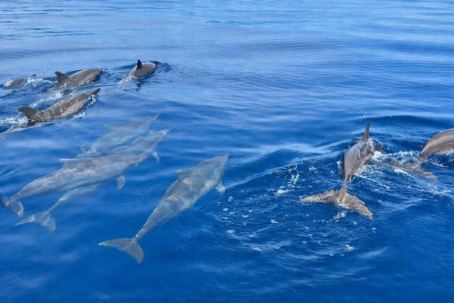 Bali/Lovina: Guided Dolphin Watching & Sunrise Boat Snorkel - Snorkeling after the dolphin search