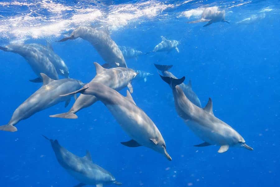 Bali/Lovina: Guided Dolphin Watching & Sunrise Boat Snorkel - Practical advice for a smoother morning