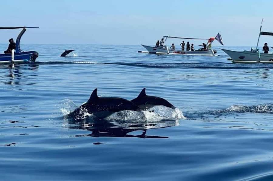 Bali: Lovina Swimming With Dolphine & Snorkeling Tour - Seeing dolphins in their natural habitat