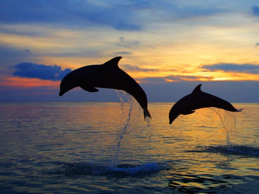 Bali: Lovina Swimming With Dolphine & Snorkeling Tour - The traditional boat ride and sunrise setting