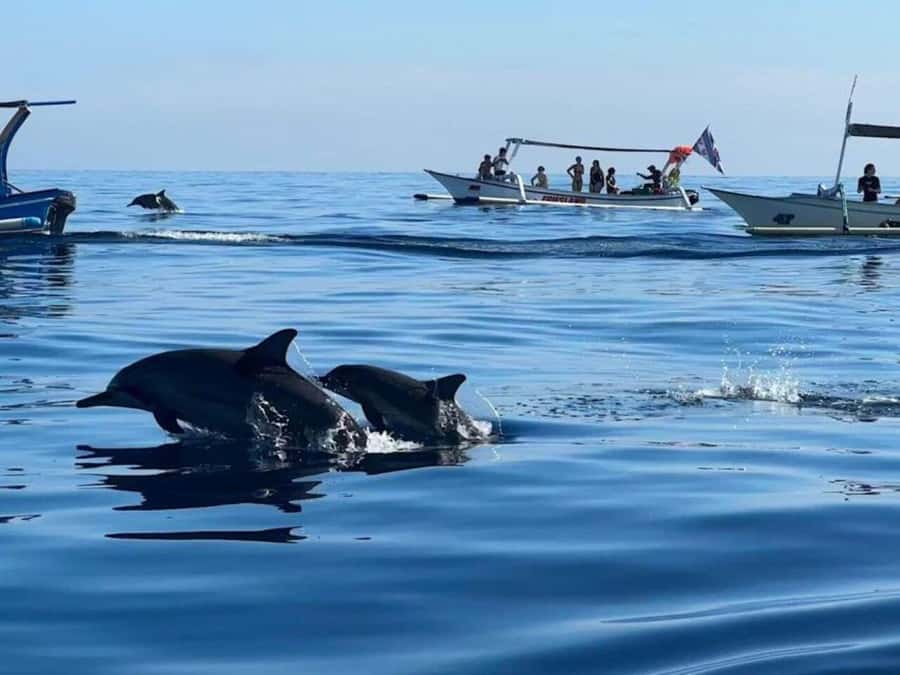 Bali: Watching Dolphin, Swimming & Snorkeling Tour - Sunrise dolphin watching off North Bali