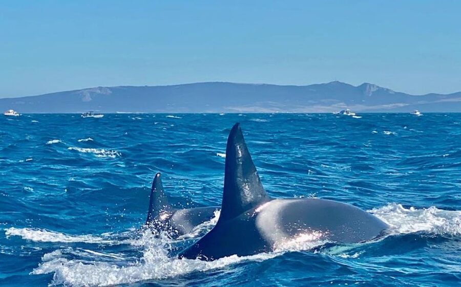 Barbate: Dolphin and Whale Watching in Cape Trafalgar - Cape Trafalgar, open water, and the ride itself