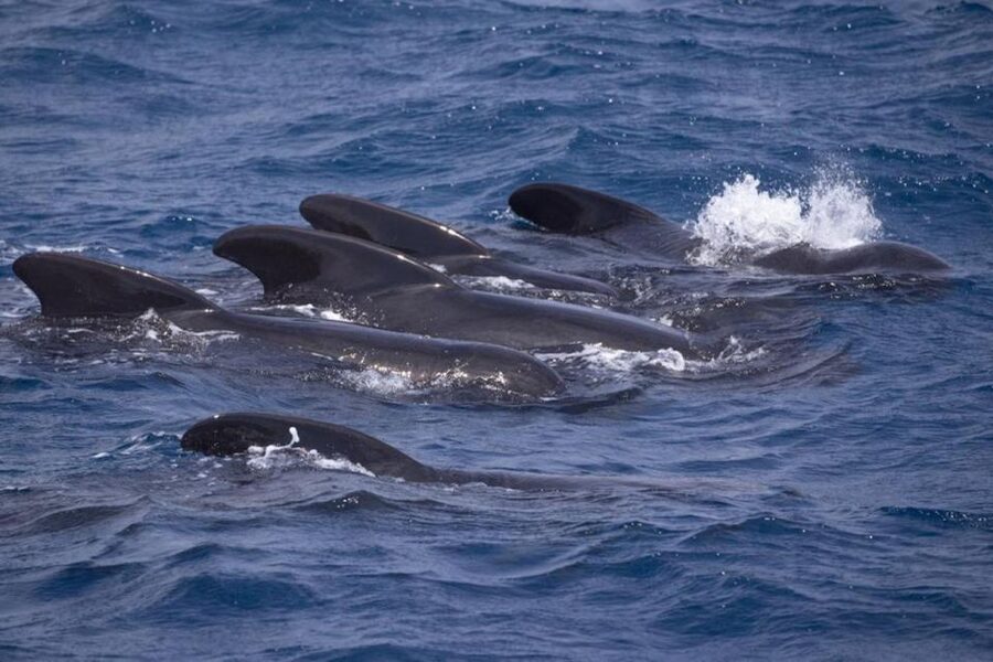 Barbate: Dolphin and Whale Watching in Cape Trafalgar - The educational side of the trip