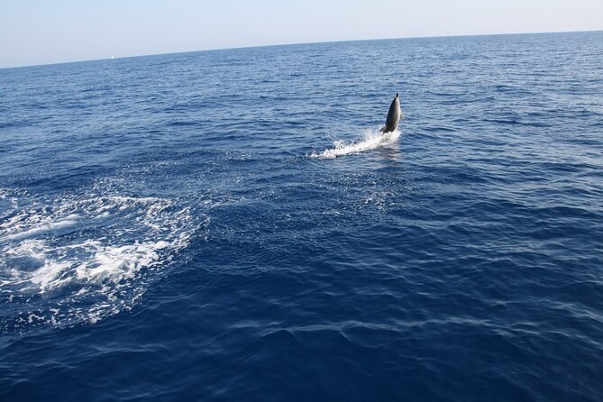 Bari sailing cruise in search of dolphins - Setting sail from Bari’s Marisabella port