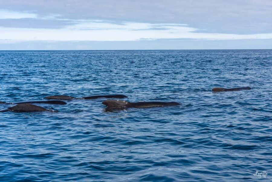 Basque Country : Whale and Dolphin Watching Boat Tours - Key points to know before booking