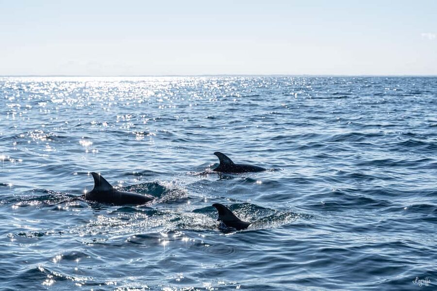 Basque Country : Whale and Dolphin Watching Boat Tours - How the guides shape the morning