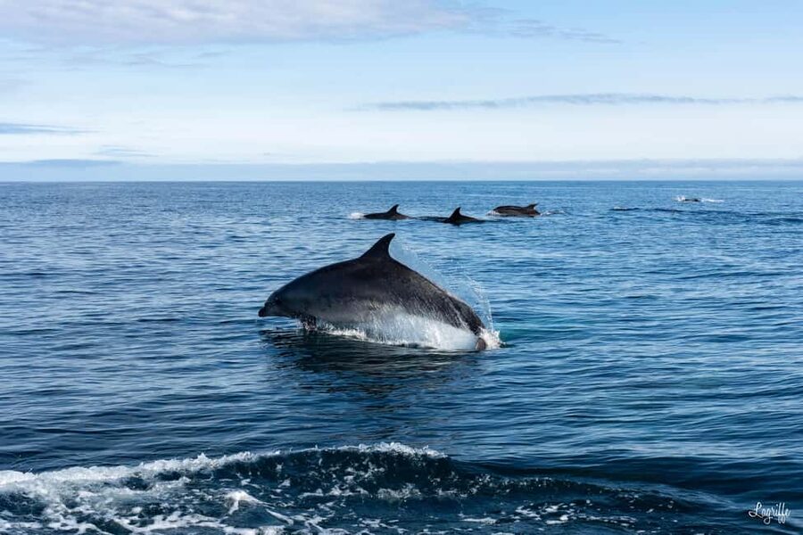 Basque Country : Whale and Dolphin Watching Boat Tours - Why the Gouf de Capbreton matters
