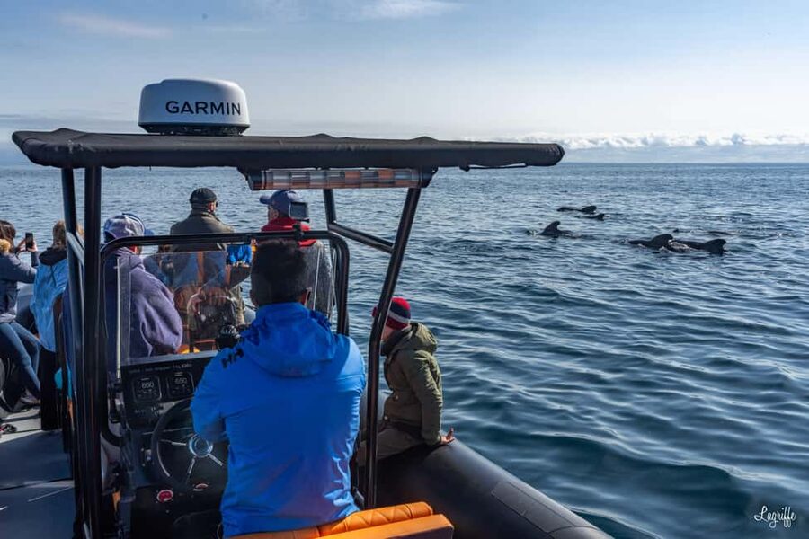 Basque Country : Whale and Dolphin Watching Boat Tours - Forty-five minutes offshore in a Zodiac RIB