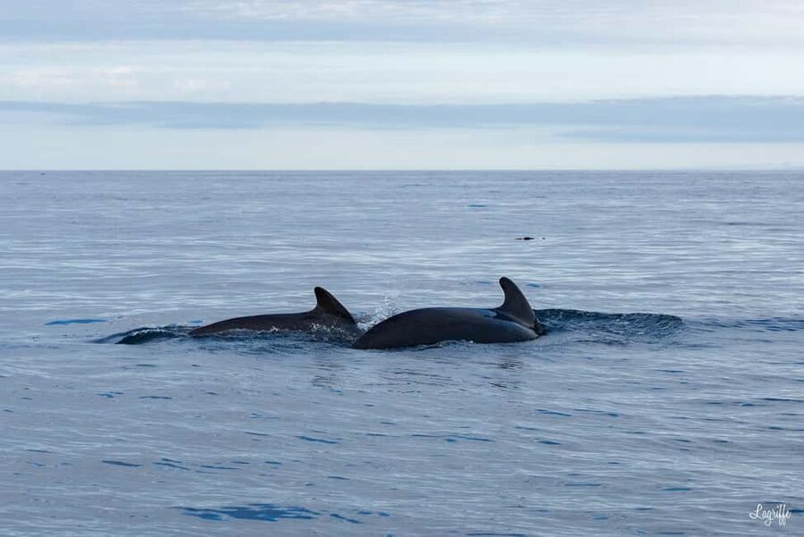 Basque Country : Whale and Dolphin Watching Boat Tours - The wildlife search near the offshore canyon