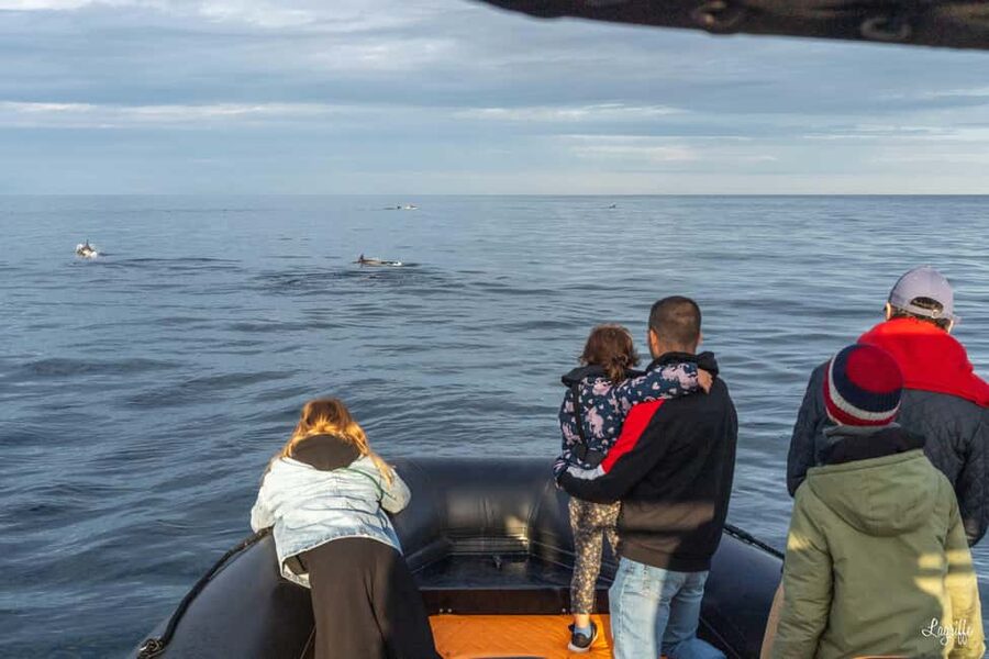Basque Country : Whale and Dolphin Watching Boat Tours - What different seasons may offer