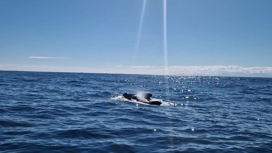 Basque Country : Whale and Dolphin Watching Boat Tours - The return to Saint-Jean-de-Luz