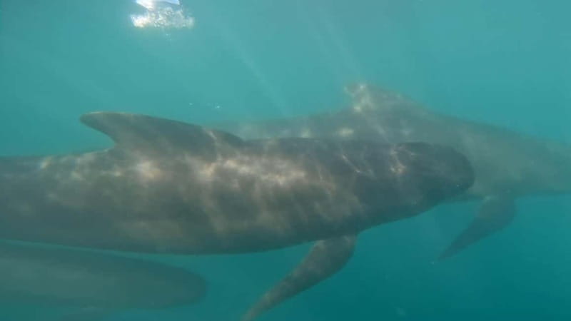 Basque Country : Whale and Dolphin Watching Boat Tours - The boat comfort question