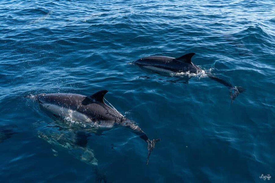 Basque Country : Whale and Dolphin Watching Boat Tours - Is $199 a fair price?