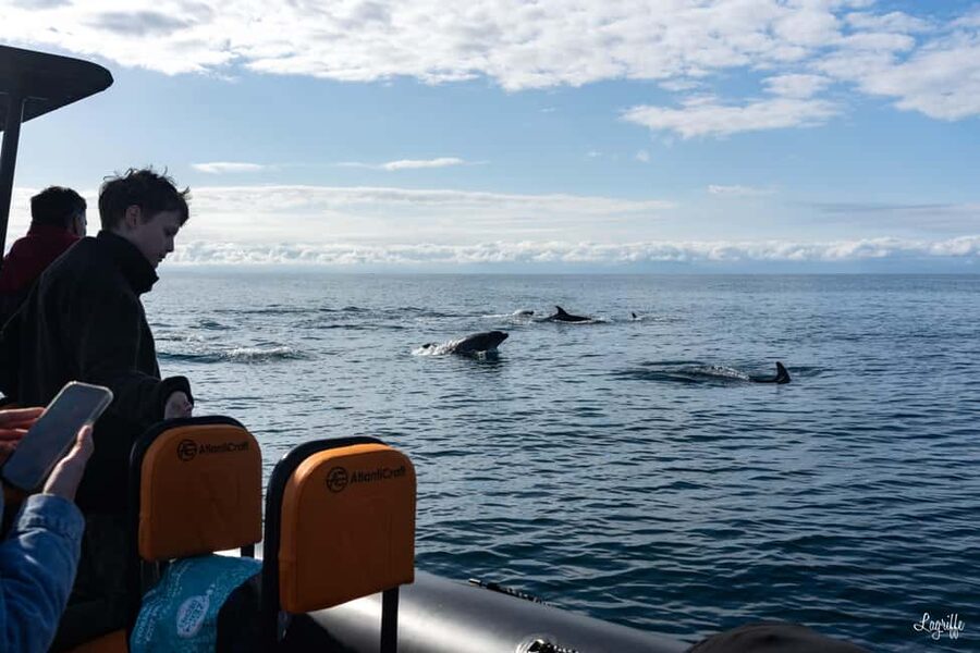 Basque Country : Whale and Dolphin Watching Boat Tours - Meeting at 8:00 AM in Saint-Jean-de-Luz