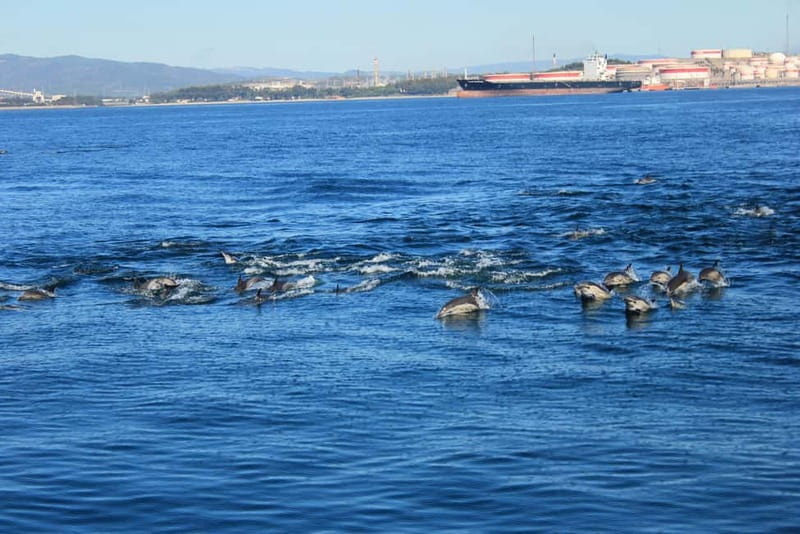 Bay of Gibraltar: Dolphin Cruise - Key points to know before you go