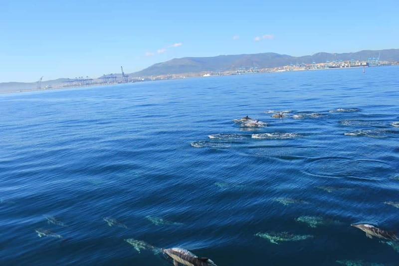 Bay of Gibraltar: Dolphin Cruise - Marina Bay is the starting point