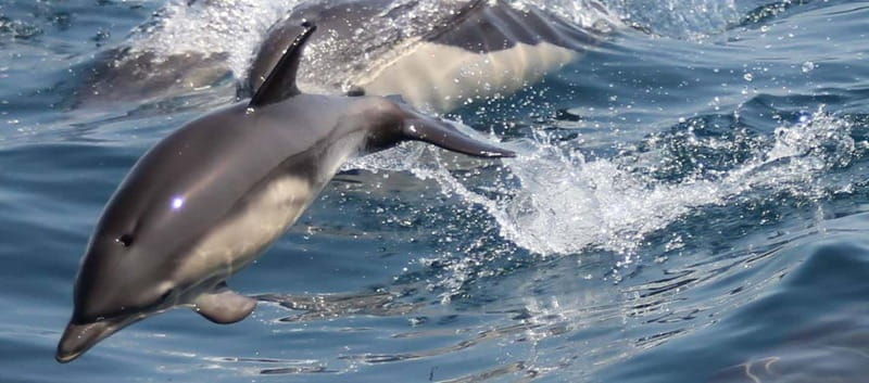 Bay of Gibraltar: Dolphin Cruise - Watching dolphins in their own habitat