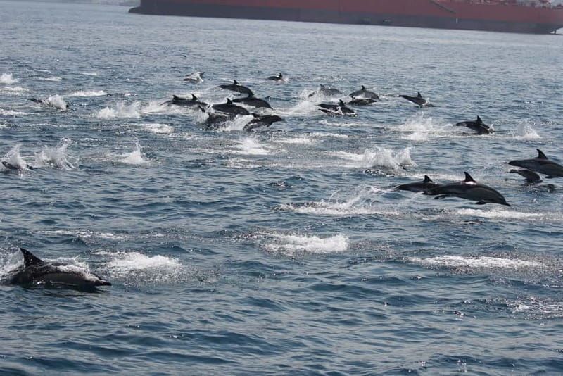Bay of Gibraltar: Dolphin Cruise - The Rock of Gibraltar from the water