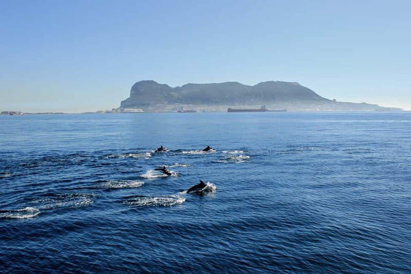 Bay of Gibraltar: Dolphin Cruise - Getting out into the Bay of Gibraltar