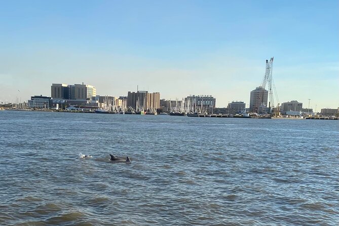 Baywatch Dolphin Tours – Pier 21 Galveston - A 45-minute ride through Galveston Bay