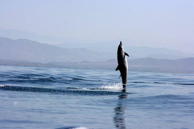 Beaches Dolphins And Viewpoints Discovering The Hidden Port By Sea And Land - Key Points at a Glance