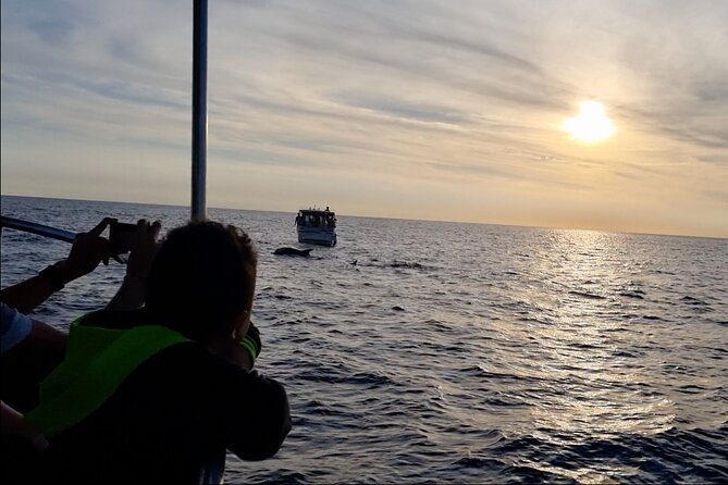 Beautiful Sunset and Dolphin Watching - The sunset over the Adriatic