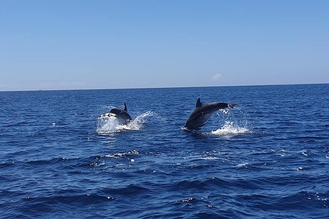 Become a dolphin protector! Lisbon Eco-dolphin watching - Key points to know before you go