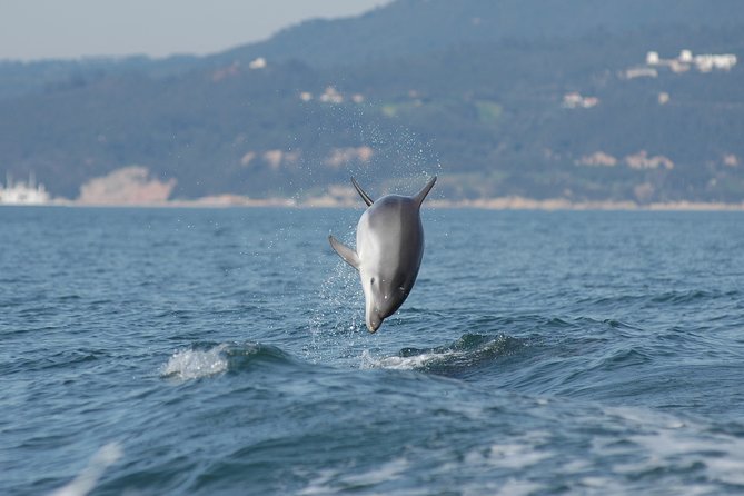 Become a dolphin protector! Lisbon Eco-dolphin watching - Along the Serra da Arrábida coast