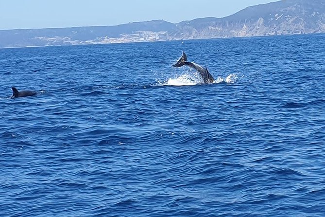 Become a dolphin protector! Lisbon Eco-dolphin watching - Group size, comfort, and the family question