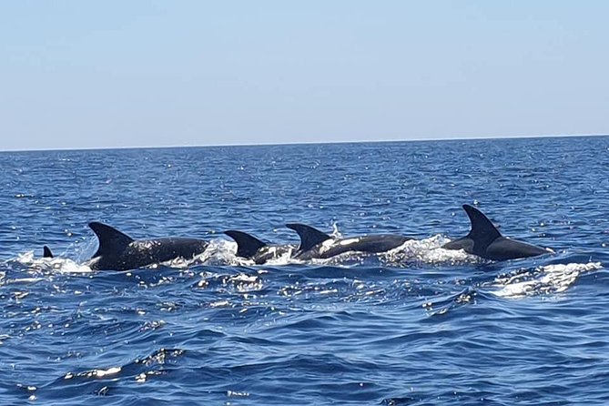Become a dolphin protector! Lisbon Eco-dolphin watching - Weather and cancellation rules that matter