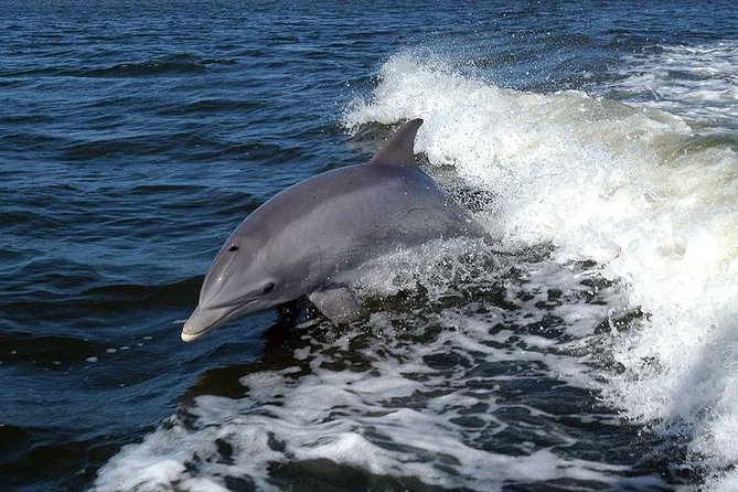 Become a dolphin protector! Lisbon Eco-dolphin watching - Looking for Roazes Corvineiros dolphins
