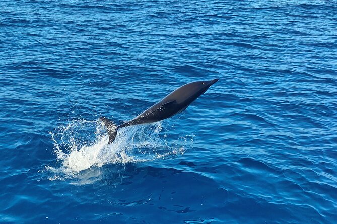 Benagil Caves and Dolphin Watching - 2.5h - Marinha Beach and the Algarve coast