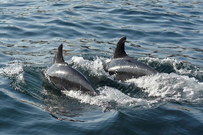 Benagil Caves and Dolphin Watching - 2.5h - Swimming in the open ocean