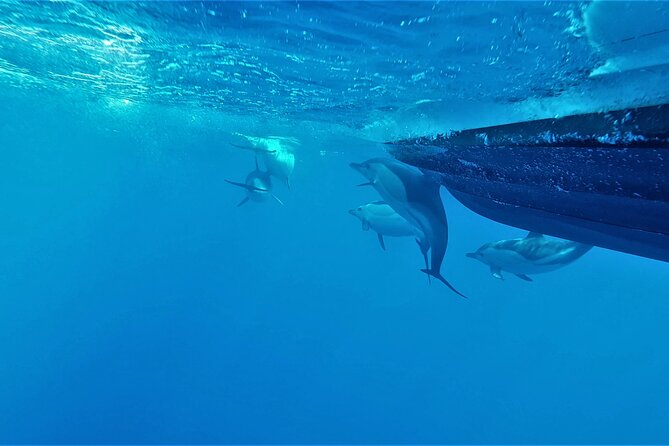 Benagil Caves Visit with Dolphins Watching from Albufeira - Searching for dolphins in open water