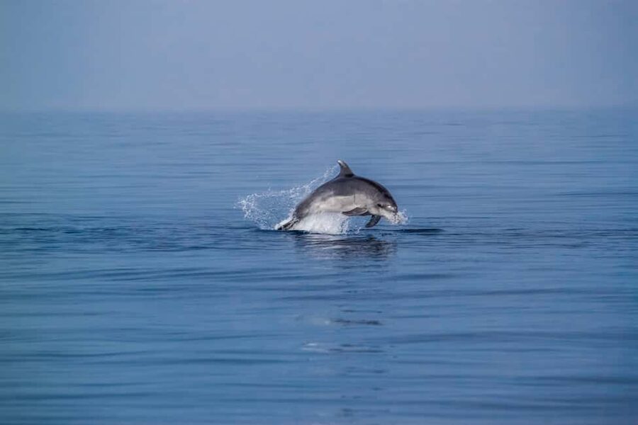 Benalmadena: Dolphin Sighting Boat Tour - Key points at a glance