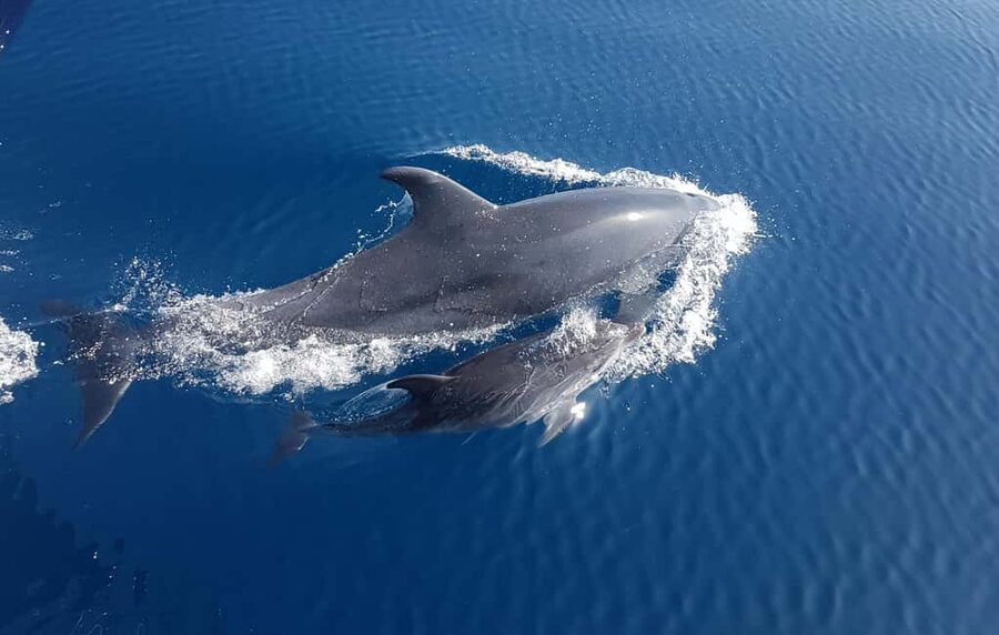 Benalmadena: Dolphin Sighting Boat Tour - The return cruise and sunset views