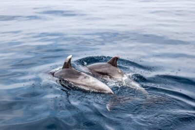 Dolphin Sighting Boat Tour