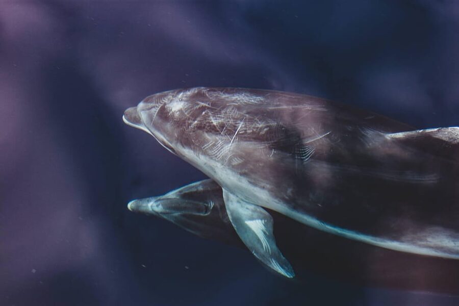 Benalmadena: Dolphin Sighting Boat Tour - Should you book Sea Love Experience?