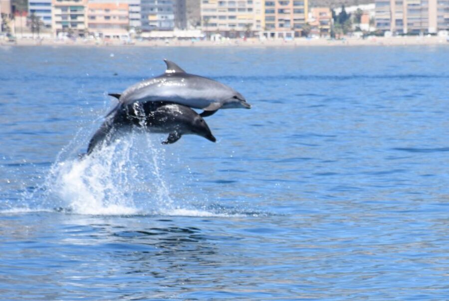 Benalmadena: Dolphin Watching Boat Tour - Key points to know before you go