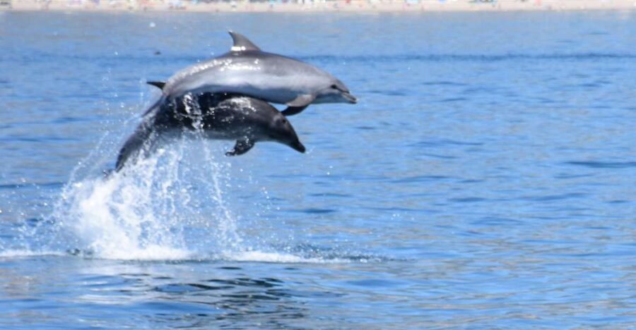 Benalmadena: Dolphin Watching Boat Tour - A $22 boat ride with a real wildlife payoff