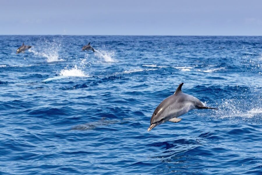 Benalmadena: Dolphin Watching Boat Tour - Choosing your place on the catamaran