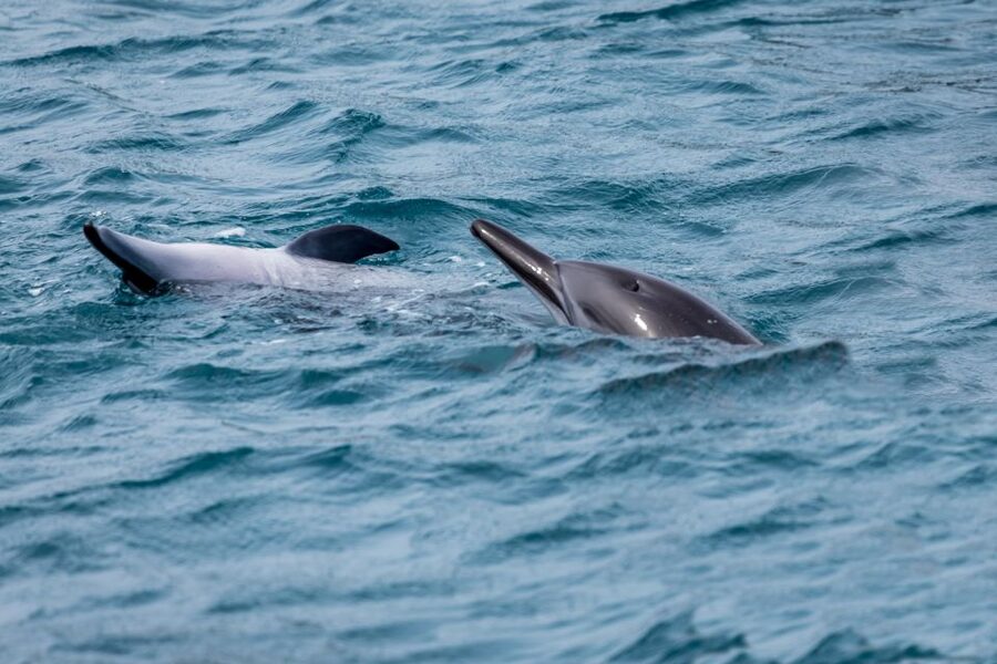 Benalmadena: Dolphin Watching Boat Tour - Coastal views toward Fuengirola