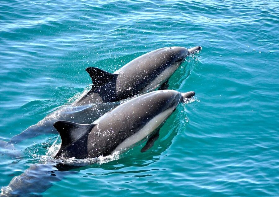 Benalmadena: Private Boat Trip – Dolphins, Drinks & Snacks - Is $200 good value for up to 10 people?