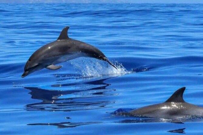 Benalmádena: Sailing and Dolphin Watching with Snacks and Drinks - What the two-hour sailing feels like