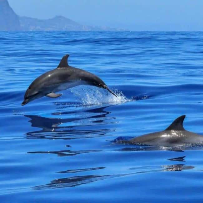Benalmádena: Sailing & Dolphin Watching with Snacks/Drinks - The first view of the Costa del Sol