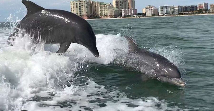 Best of Marco Dolphin Tour - Setting out from Goodland at the edge of Marco Island